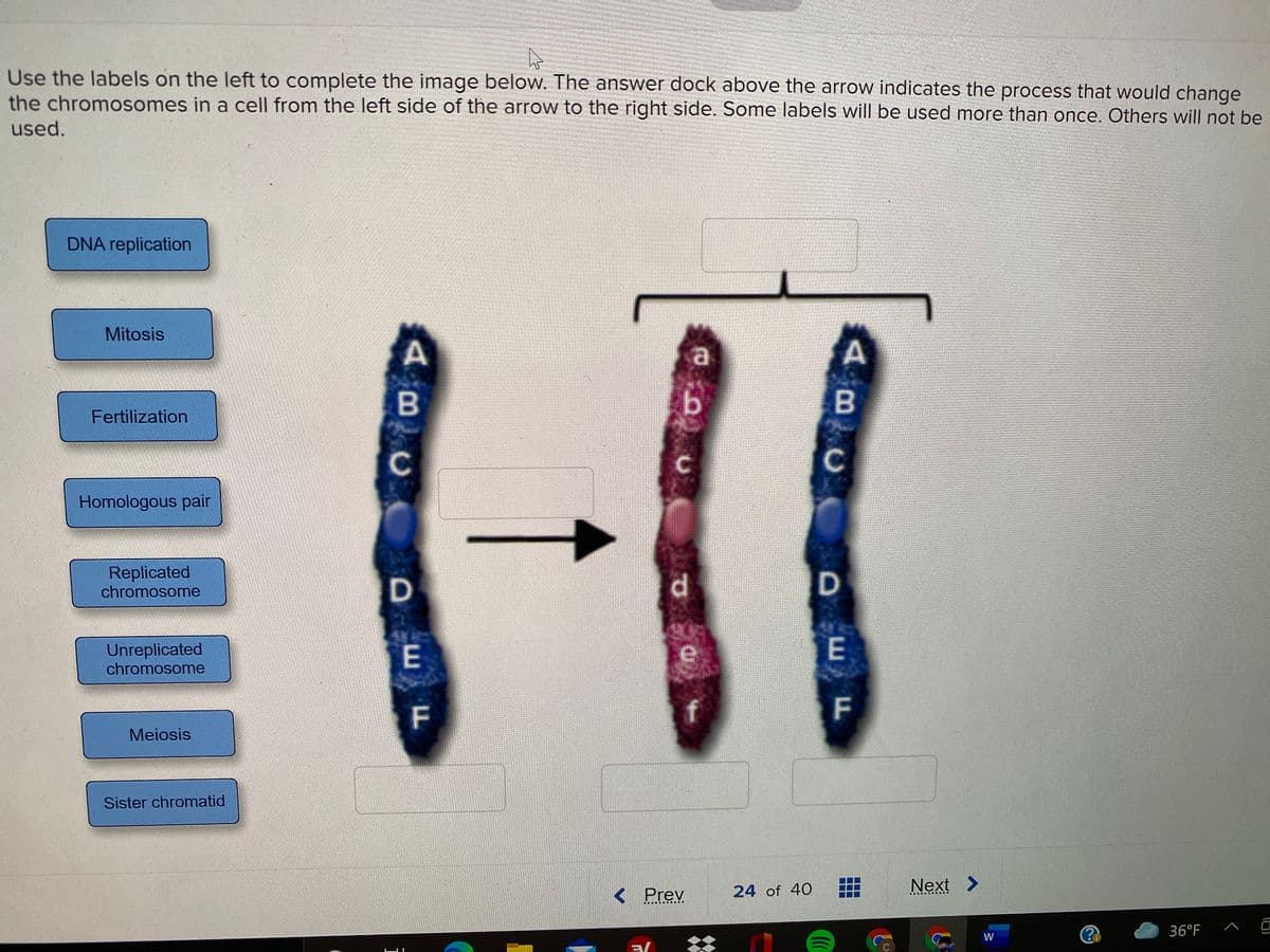 Use the labels on the left to complete the image below. The answer dock above the arrow indicates the process that would change
the chromosomes in a cell from the left side of the arrow to the right side. Some labels will be used more than once. Others will not be
used.
DNA replication
HI
Mitosis
a
b.
Fertilization
C
C
Homologous pair
Replicated
chromosome
D.
D
Unreplicated
chromosome
F
f
F
Meiosis
Sister chromatid
24 of 40
Next >
< Prev
36°F
W
(0)
