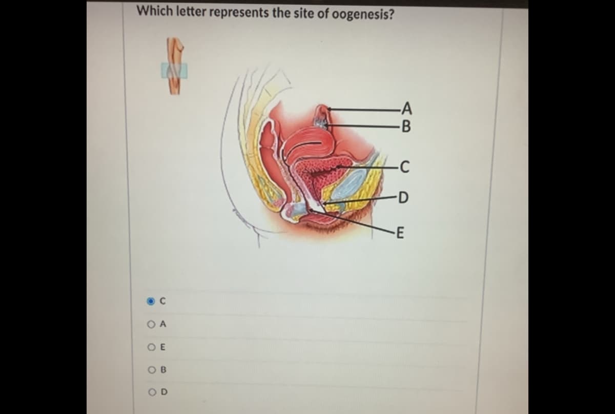 Which letter represents the site of oogenesis?
-D
-E
O A
O E
OD
AB
