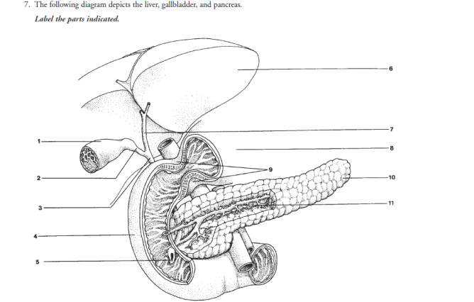 7. The following diagram depicts the liver, gallbladder, and pancreas.
Label the parts indicated.
2
-10
11
