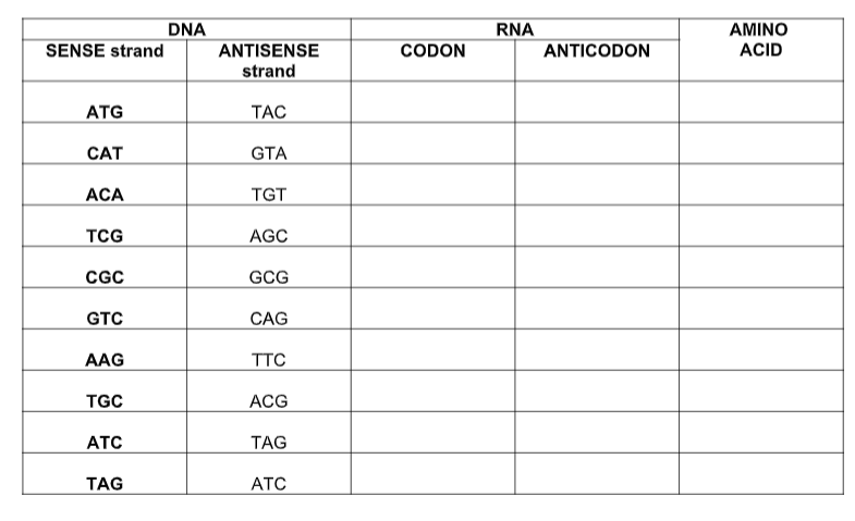 DNA
RNA
AMINO
SENSE strand
ANTISENSE
CODON
ANTICODON
ACID
strand
ATG
TAC
CAT
GTA
АCА
TGT
тCG
AGC
CC
GCG
GTC
CAG
AAG
TTC
TGC
АCG
ATC
TAG
TAG
АТС
