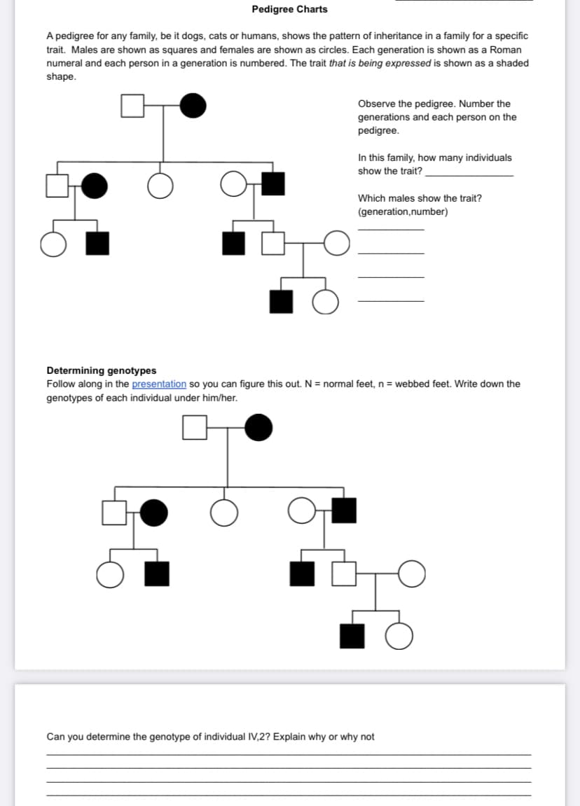 Pedigree Charts
A pedigree for any family, be it dogs, cats or humans, shows the pattern of inheritance in a family for a specific
trait. Males are shown as squares and females are shown as circles. Each generation is shown as a Roman
numeral and each person in a generation is numbered. The trait that is being expressed is shown as a shaded
shape.
Observe the pedigree. Number the
generations and each person on the
pedigree.
In this family, how many individuals
show the trait?
Which males show the trait?
(generation,number)
Determining genotypes
Follow along in the presentation so you can figure this out. N = normal feet, n = webbed feet. Write down the
genotypes of each individual under him/her.
Can you determine the genotype of individual IV,2? Explain why or why not