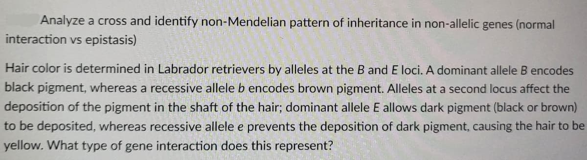 Analyze a cross and identify non-Mendelian pattern of inheritance in non-allelic genes (normal
interaction vs epistasis)
Hair color is determined in Labrador retrievers by alleles at the B and E loci. A dominant allele B encodes
black pigment, whereas a recessive allele b encodes brown pigment. Alleles at a second locus affect the
deposition of the pigment in the shaft of the hair; dominant allele E allows dark pigment (black or brown)
to be deposited, whereas recessive allele e prevents the deposition of dark pigment, causing the hair to be
yellow. What type of gene interaction does this represent?