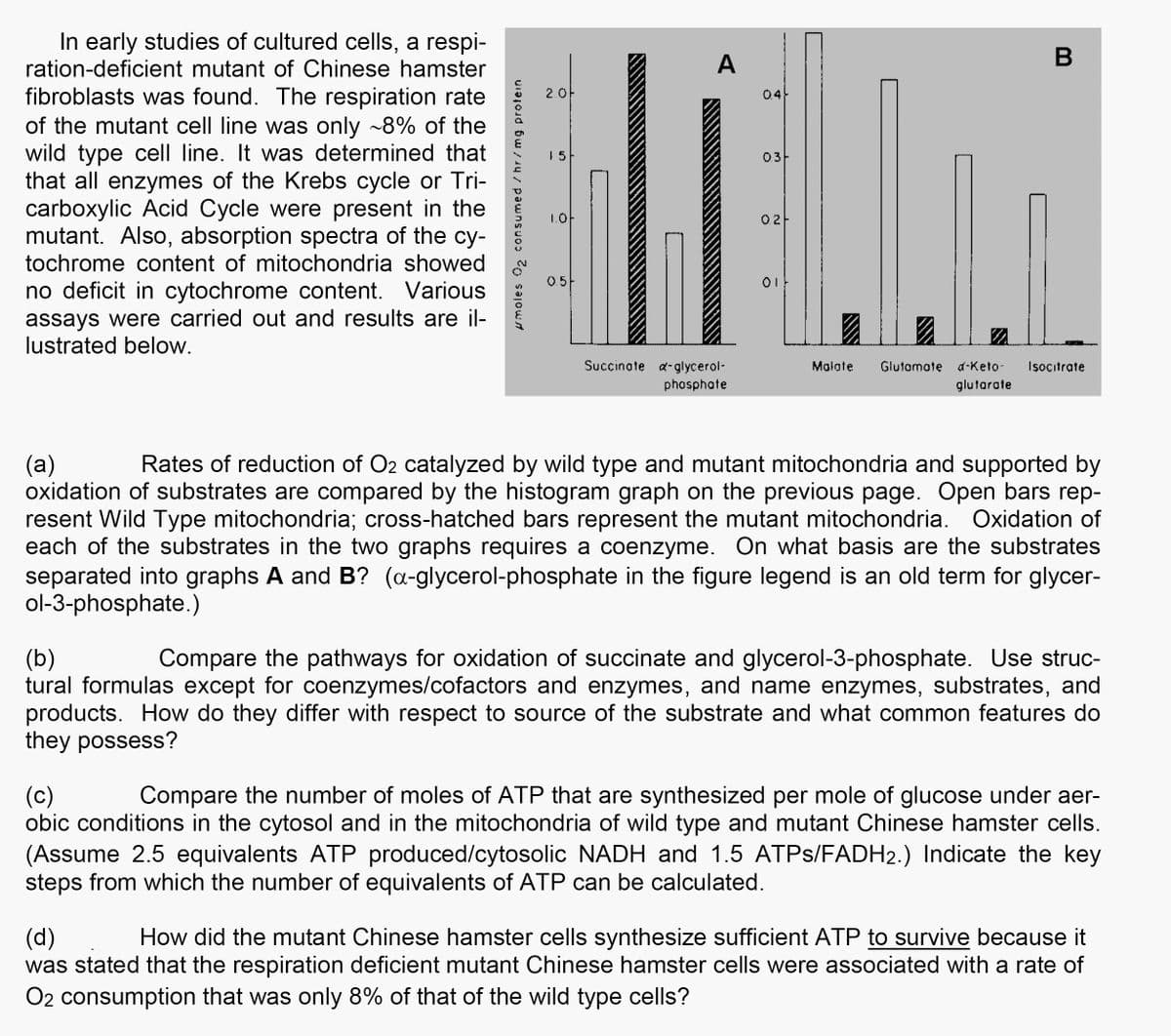 In early studies of cultured cells, a respi-
ration-deficient mutant of Chinese hamster
fibroblasts was found. The respiration rate
of the mutant cell line was only 8% of the
wild type cell line. It was determined that
that all enzymes of the Krebs cycle or Tri-
carboxylic Acid Cycle were present in the
mutant. Also, absorption spectra of the cy-
tochrome content of mitochondria showed
no deficit in cytochrome content. Various
assays were carried out and results are il-
lustrated below.
moles 02 consumed / hr/mg protein
2.0)
15
0.5
A
Succinate a-glycerol-
phosphate
0.4
0.3
0.2
01
4.
B
Malate Glutamate d-Keto- Isocitrate
glutarate
(a)
Rates of reduction of O2 catalyzed by wild type and mutant mitochondria and supported by
oxidation of substrates are compared by the histogram graph on the previous page. Open bars rep-
resent Wild Type mitochondria; cross-hatched bars represent the mutant mitochondria. Oxidation of
each of the substrates in the two graphs requires a coenzyme. On what basis are the substrates
separated into graphs A and B? (a-glycerol-phosphate in the figure legend is an old term for glycer-
ol-3-phosphate.)
(b)
Compare the pathways for oxidation of succinate and glycerol-3-phosphate. Use struc-
tural formulas except for coenzymes/cofactors and enzymes, and name enzymes, substrates, and
products. How do they differ with respect to source of the substrate and what common features do
they possess?
(c) Compare the number of moles of ATP that are synthesized per mole of glucose under aer-
obic conditions in the cytosol and in the mitochondria of wild type and mutant Chinese hamster cells.
(Assume 2.5 equivalents ATP produced/cytosolic NADH and 1.5 ATPs/FADH2.) Indicate the key
steps from which the number of equivalents of ATP can be calculated.
(d)
How did the mutant Chinese hamster cells synthesize sufficient ATP to survive because it
was stated that the respiration deficient mutant Chinese hamster cells were associated with a rate of
O2 consumption that was only 8% of that of the wild type cells?