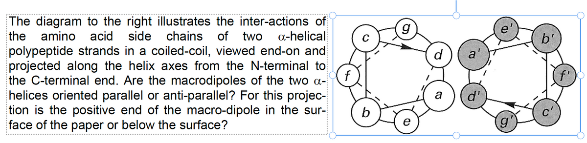 The diagram to the right illustrates the inter-actions of
the amino acid side chains of two a-helical
polypeptide strands in a coiled-coil, viewed end-on and
projected along the helix axes from the N-terminal to
the C-terminal end. Are the macrodipoles of the two a-
helices oriented parallel or anti-parallel? For this projec-
tion is the positive end of the macro-dipole in the sur-
face of the paper or below the surface?
f
C
b
g
e
d
a'
a d'
g
b'
f'