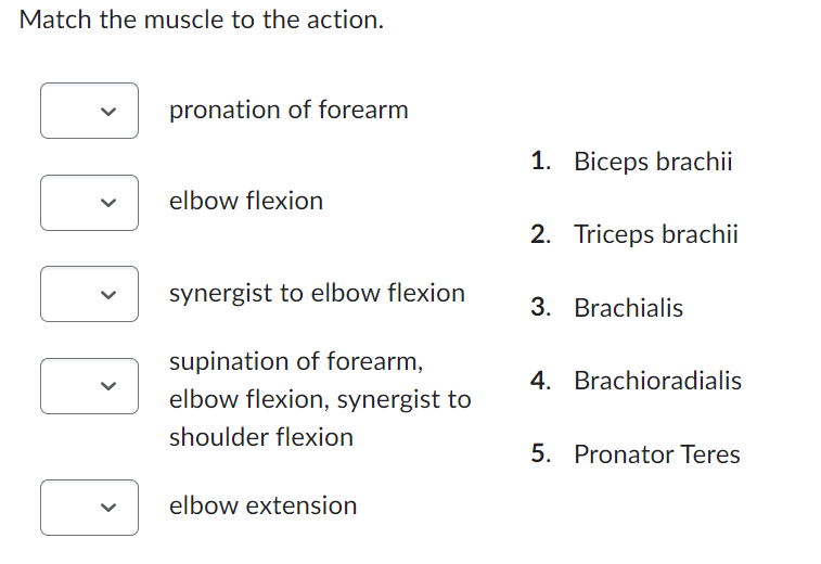 Match the muscle to the action.
<
pronation of forearm
elbow flexion
synergist to elbow flexion
supination of forearm,
elbow flexion, synergist to
shoulder flexion
elbow extension
1. Biceps brachii
2. Triceps brachii
3. Brachialis
4. Brachioradialis
5. Pronator Teres