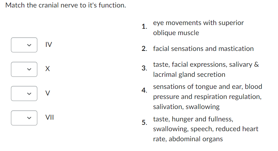 Match the cranial nerve to it's function.
IV
X
V
VII
1.
2. facial sensations and mastication
3.
4.
eye movements with superior
oblique muscle
5.
taste, facial expressions, salivary &
lacrimal gland secretion
sensations of tongue and ear, blood
pressure and respiration regulation,
salivation, swallowing
taste, hunger and fullness,
swallowing, speech, reduced heart
rate, abdominal organs