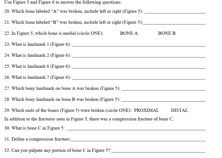 Use Figure 5 and Figure 6 to answer the following questions:
20. Which bone labeled "A" was broken, include left or right (Figure 5):
21. Which bone labeled "B" was broken, include left or right (Figure 5):
22. In Figure 5, which bone is medial (circle ONE):
23. What is landmark 1 (Figure 6):
24. What is landmark 2 (Figure 6):
25. What is landmark 6 (Figure 6):
26. What is landmark 7 (Figure 6):
27. Which bony landmark on bone A was broken (Figure 5):
28. Which bony landmark on bone B was broken (Figure 5):
29. Which ends of the bones (Figure 5) were broken (circle ONE): PROXIMAL DISTAL
In addition to the fractures seen in Figure 5, there was a compression fracture of bone C.
30. What is bone C in Figure 5:
31. Define a compression fracture:__
32. Can you palpate any portion of bone C in Figure 5?
BONE A
BONE B