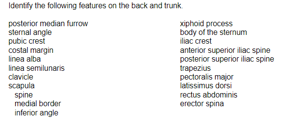 Identify the following features on the back and trunk.
posterior median furrow
sternal angle
pubic crest
costal margin
linea alba
linea semilunaris
clavicle
scapula
spine
medial border
inferior angle
xiphoid process
body of the sternum
iliac crest
anterior superior iliac spine
posterior superior iliac spine
trapezius
pectoralis major
latissimus dorsi
rectus abdominis
erector spina