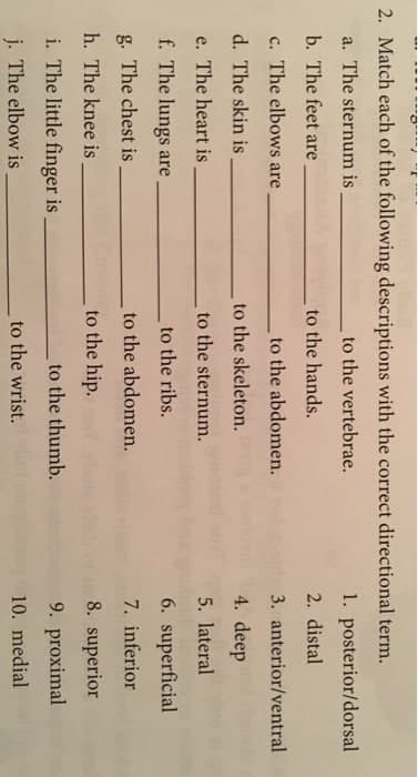 2. Match each of the following descriptions with the correct directional term.
a. The sternum is
to the vertebrae.
1. posterior/dorsal
b. The feet are
to the hands.
2. distal
c. The elbows are
to the abdomen.
3. anterior/ventral
d. The skin is
to the skeleton.
4. deep
e. The heart is
to the sternum.
5. lateral
f. The lungs are.
to the ribs.
6. superficial
g. The chest is
to the abdomen.
7. inferior
h. The knee is
to the hip.
8. superior
i. The little finger is
to the thumb.
9. proximal
j. The elbow is
to the wrist.
10. medial
