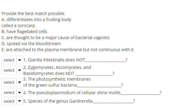 Provide the best match possible.
A. differentiates into a fruiting body
called a sorocarp
B. have flagellated cells
C. are thought to be a major cause of bacterial vaginitis
D. spread via the bloodstream
E. are attached to the plasma membrane but not continuous with it
select
1. Giardia intestinalis does NOT_
2. Zygomycetes, Ascomycetes, and
Basidiomycetes does NOT
3. The photosynthetic membranes
of the green sulfur bacteria
select
select
select
4. The pseudoplasmodium of cellular slime molds_
select
• 5. Species of the genus Gardnerella
_?
