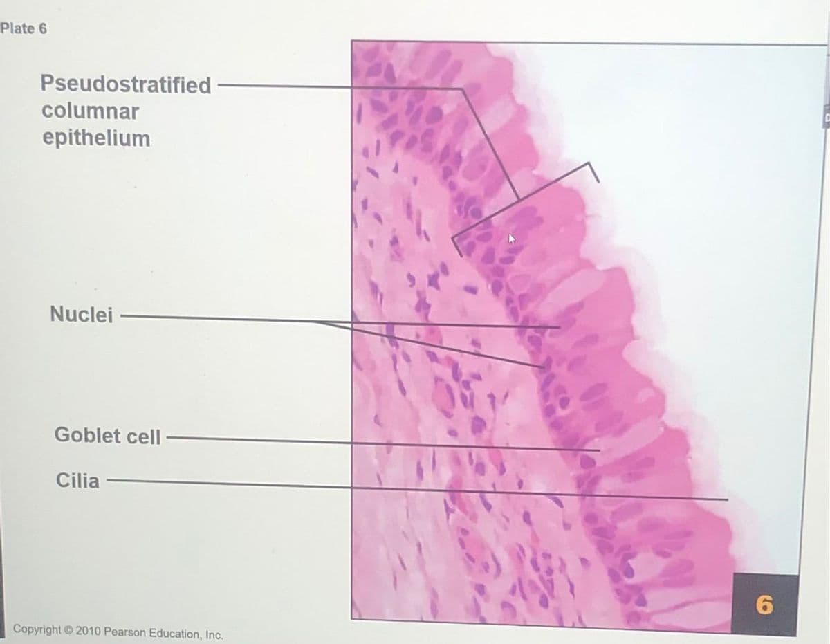 Plate 6
Pseudostratified
columnar
epithelium
Nuclei
Goblet cell
Cilia
Copyright 2010 Pearson Education, Inc.
