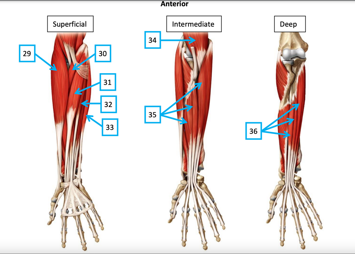 Anterior
Superficial
Intermediate
Deep
34
29
31
32
35
33
36
30
