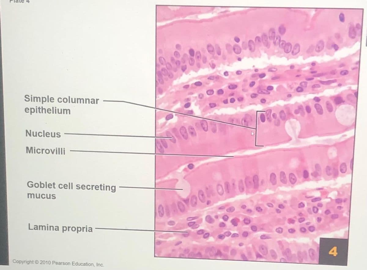 Simple columnar
epithelium
Nucleus
Microvilli
Goblet cell secreting
mucus
Lamina propria
4.
Copyright 2010 Pearson Education, Inc.
