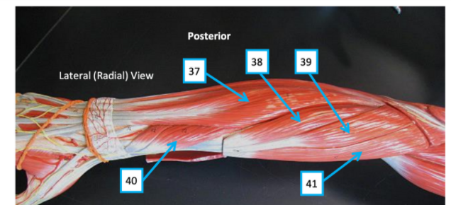 Posterior
38
39
37
Lateral (Radial) View
40
41
