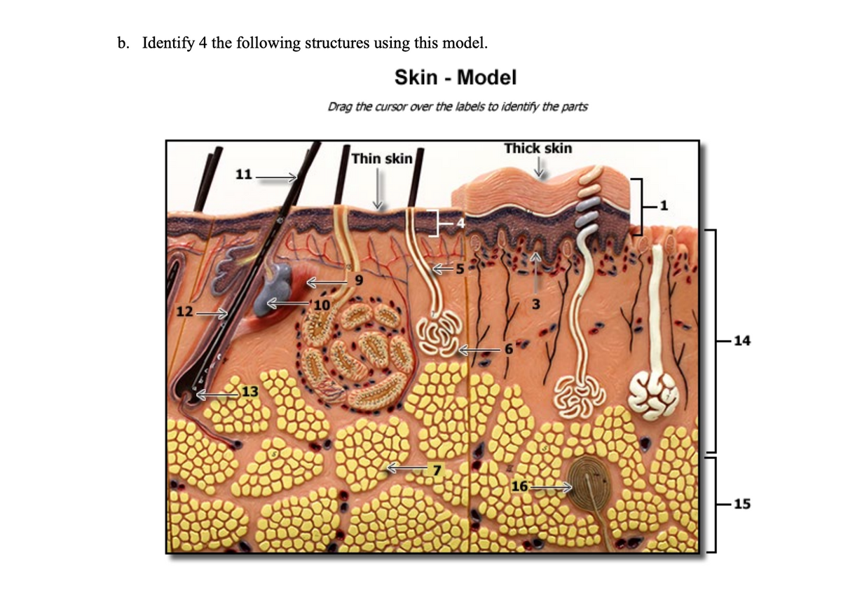 b. Identify 4 the following structures using this model.
Skin - Model
Drag the cursor over the labels to identify the parts
Thick skin
Thin skin
11
5
12
14
13
16
15
