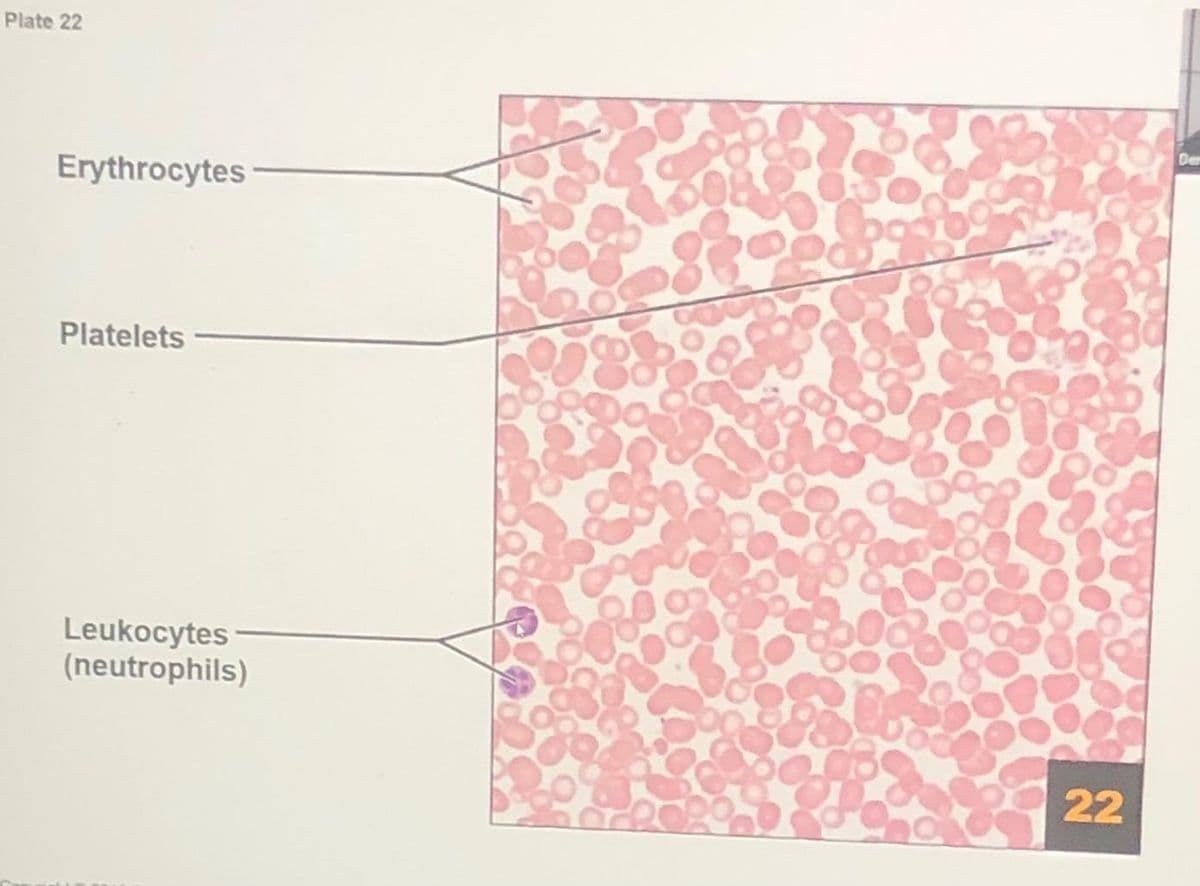 Plate 22
Der
Erythrocytes
Platelets
Leukocytes
(neutrophils)
22
