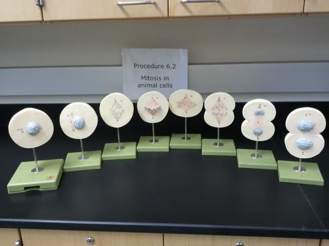 Procedure 6.2
Mitosis in
animal cells
