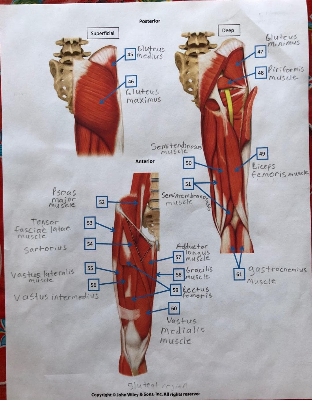 Posterior
Deep
Superficial
Gluteus
minimus
Gluteus
45 medius
47
IPiriformis
48
muscle
46
Gluteus
maximus
Semitendinosus
muscle
49
Anterior
50
Biceps
femoris muscle
51
Psoas
major
muscle
Semimembrano
muscle
52
Tensor
fasciae latae
muscle
53
54
Adductor
longus
57 muscle
Sartorius
16racilis
IMuscle
gastrocnemius
55
Vastus lateralis
musele
58
61
56
muscle
59 Rectus
femoris
vastus intermedius
60
Vastus
Medialis
muscle
gluteal reyind
Copyright O John Wiley & Sons, Inc. All rights reserver
