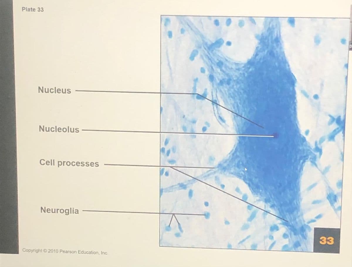 Plate 33
Nucleus
Nucleolus
Cell processes
Neuroglia
33
Copyright 2010 Pearson Education, Inc.
