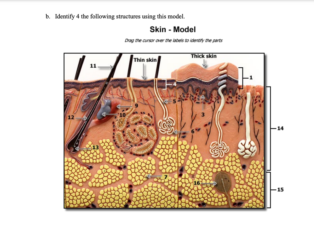 b. Identify 4 the following structures using this model.
Skin - Model
Drag the cursor over the labels to identify the parts
Thick skin
Thin skin
11
3
12
E14
13
16
15
