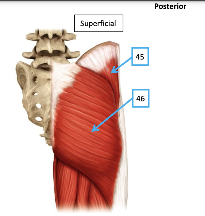 Posterior
Superficial
45
46
