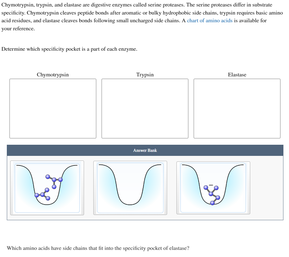 Chymotrypsin, trypsin, and elastase are digestive enzymes called serine proteases. The serine proteases differ in substrate
specificity. Chymotrypsin cleaves peptide bonds after aromatic or bulky hydrophobic side chains, trypsin requires basic amino
acid residues, and elastase cleaves bonds following small uncharged side chains. A chart of amino acids is available for
your reference.
Determine which specificity pocket is a part of each enzyme.
Chymotrypsin
Trypsin
Answer Bank
Which amino acids have side chains that fit into the specificity pocket of elastase?
Elastase
