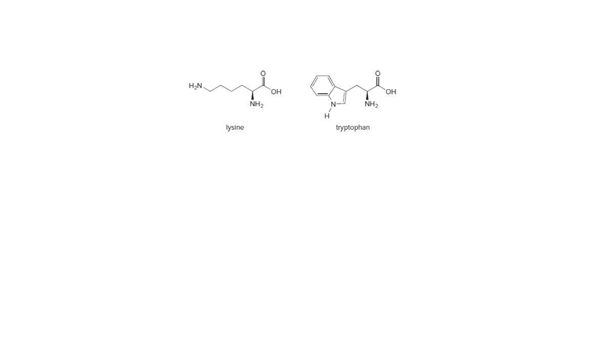 H,N
HO,
NH2
N-
NH2
lysine
tryptophan
