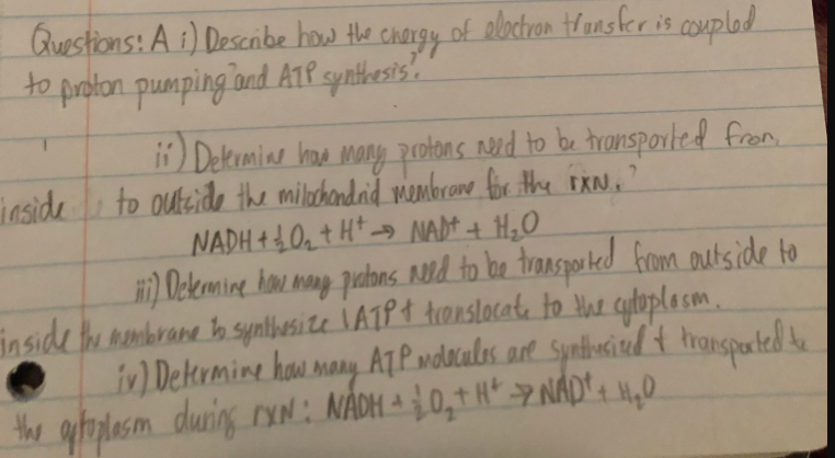 Guestions: A i) Descnbe how the chargy of alochron tHonsker is couplod
to proton pumping and A1P spnthesis".
i) Dekumias ha many prolons nord to be transported from.
inside to outcide the milochandaid membrone foir the exN,?
NADH 4 &0, tHt g NADA + HyO
i) Oelemine haw may pudans. Nud to be transposked from autside to
inside he menhrane b syntbesi ze LA1P ¢ tronslocate to Hae cytoplesm.
in) Dekrmine hau many AIP ndlecalos, art spndbacicel 4 tronsputed be
->
the
