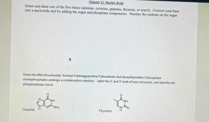 Chapter 11: Nucleic Acids
Select and draw one of the five bases (adenine, cytosine, guanine, thymine, or uracil). Convert your base
into a nucleotide and by adding the sugar and phosphate components. Number the carbons on the sugar.
Draw the RNA dinucleotide formed if deoxyguanidine 5'phosphate and deoxythymidine 5'phosphate
monophosphates undergo a condensation reaction. Label the 5' and 3' ends of your structure, and identify the
phosphodiester bond.
NH
Guanine H
Thymine
