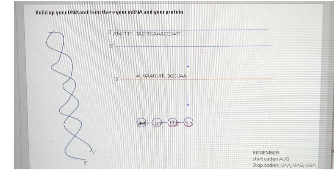 Build up your DNA and from there your MRNA and your protein
3 ATATTIT TACTTCAAACOGATT
AUGAAGUUUGGCUAA
Met
REMEMBER:
start codon AUG
Stop codon: UAA, UAG, UGA
