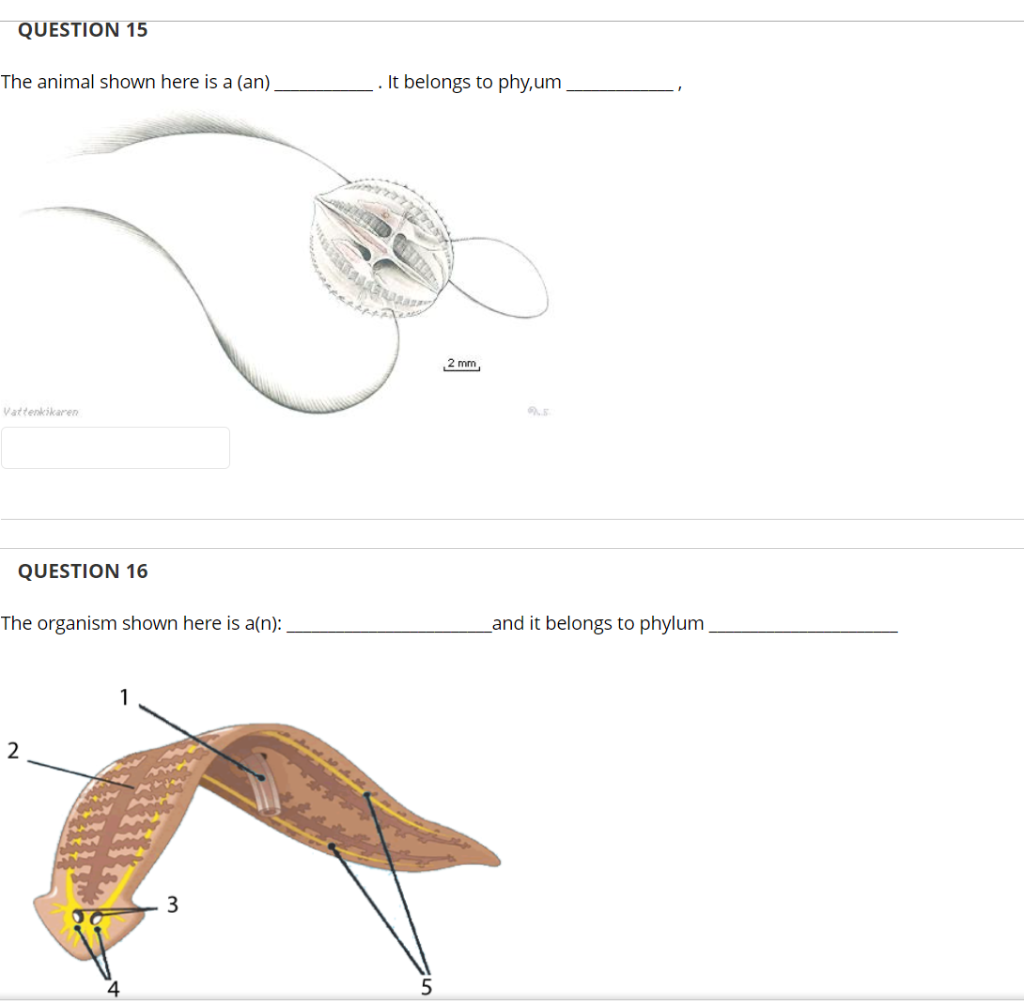 QUESTION 15
The animal shown here is a (an)
.It belongs to phy,um
2 mm
Vattenkikaren
QUESTION 16
The organism shown here is a(n):
Land it belongs to phylum
1
3
