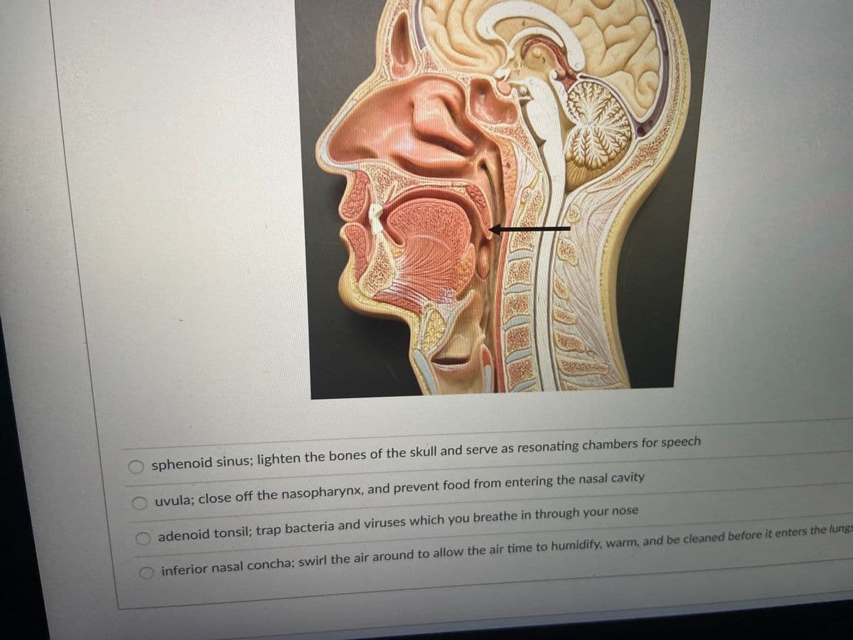 sphenoid sinus; lighten the bones of the skull and serve as resonating chambers for speech
uvula; close off the nasopharynx, and prevent food from entering the nasal cavity
adenoid tonsil; trap bacteria and viruses which you breathe in through your nose
inferior nasal concha; swirl the air around to allow the air time to humidify, warm, and be cleaned before it enters the lungs
