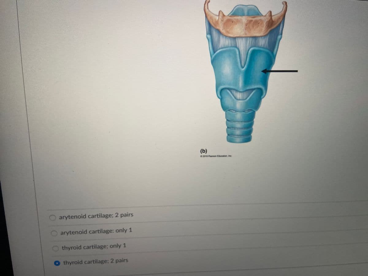 (b)
2019 Pearson Education Inc.
arytenoid cartilage; 2 pairs
arytenoid cartilage: only 1
thyroid cartilage; only 1
thyroid cartilage; 2 pairs
