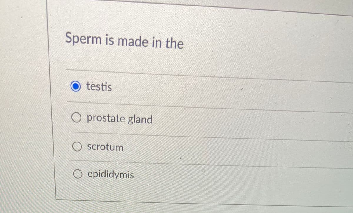 Sperm is made in the
testis
O prostate gland
O scrotum
O epididymis
