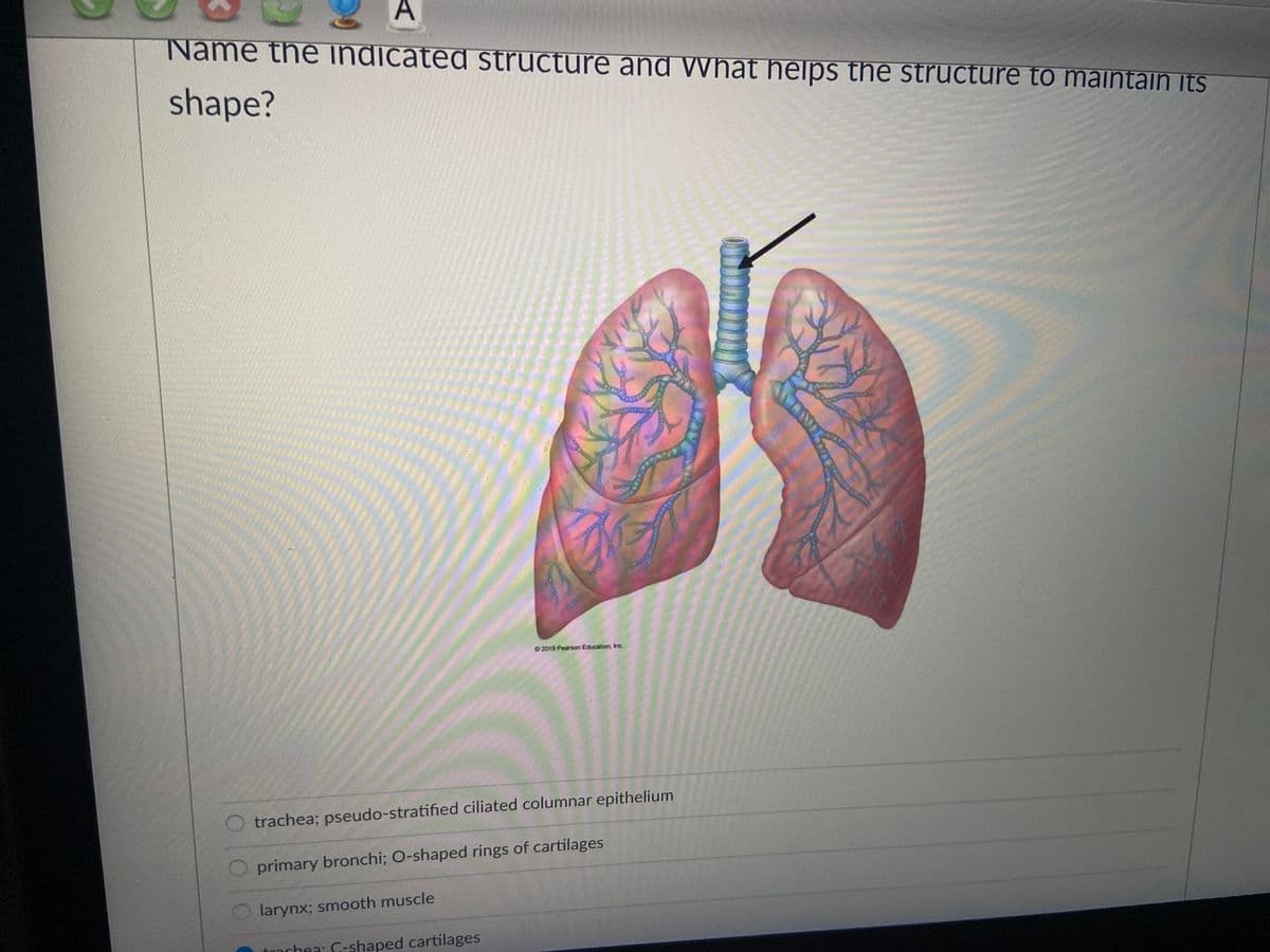 A
Name the indicated structure and What helps the structure to maintain its
shape?
2019 Pearson Education, Inc.
trachea; pseudo-stratified ciliated columnar epithelium
primary bronchi; O-shaped rings of cartilages
larynx; smooth muscle
nchea: C-shaped cartilages
