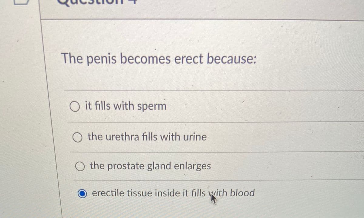 The penis becomes erect because:
O it fills with sperm
O the urethra fills with urine
O the prostate gland enlarges
erectile tissue inside it fills with blood
