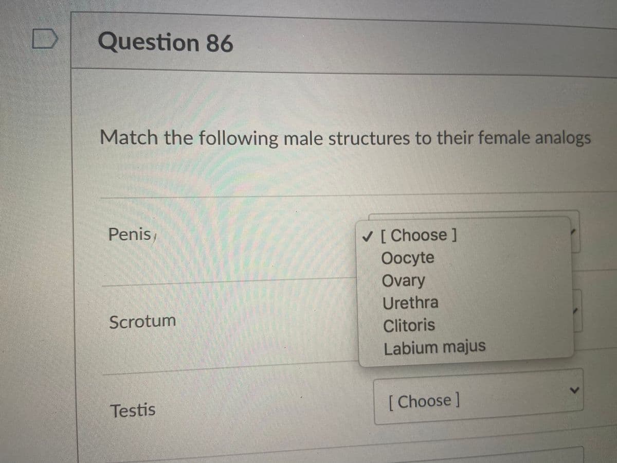 Question 86
Match the following male structures to their female analogs
Penis
v [Choose ]
Oocyte
Ovary
Urethra
Clitoris
Labium majus
Scrotum
Testis
[Choose]
