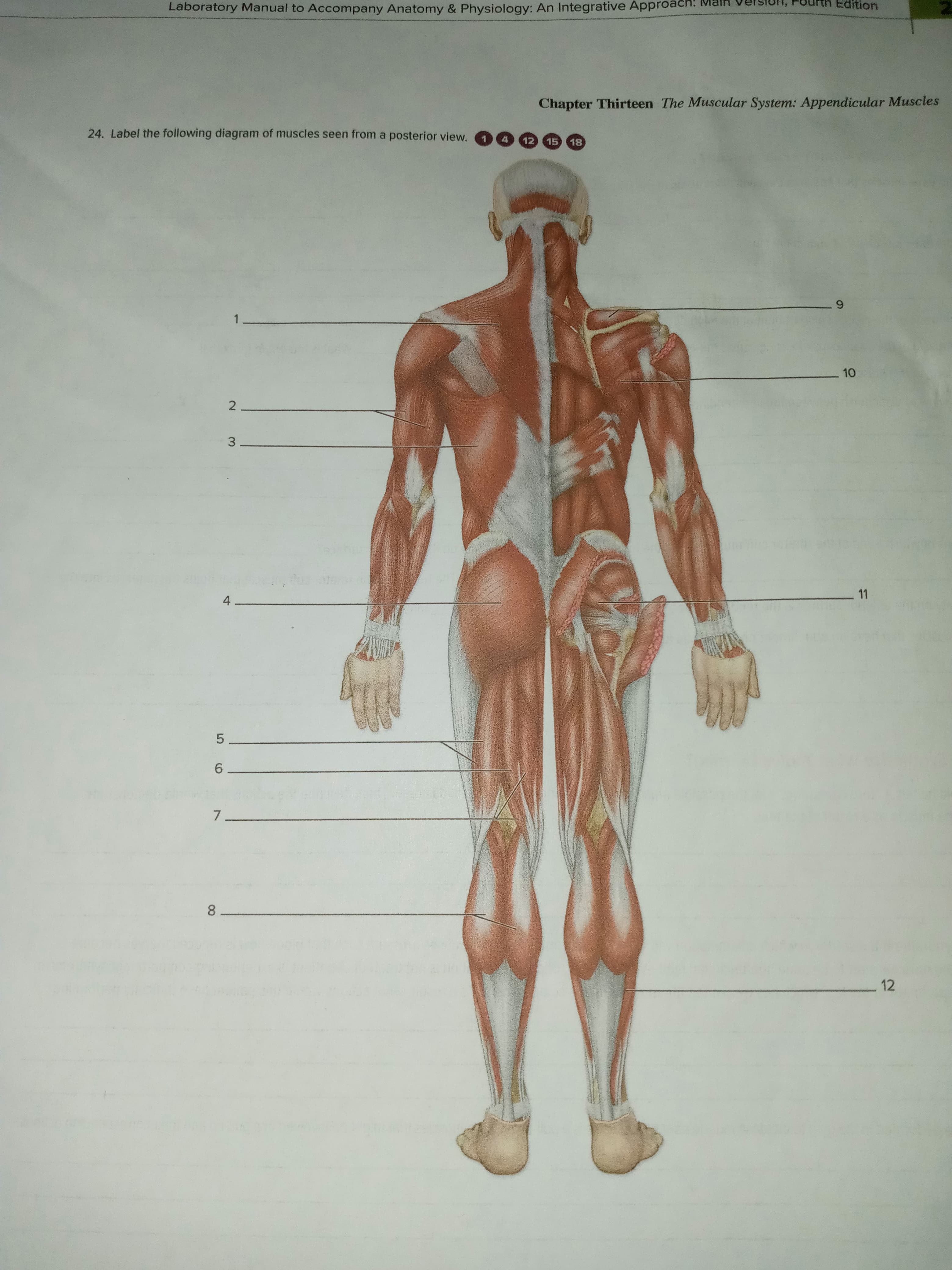 10
Laboratory Manual to Accompany Anatomy & Physiology: An Integrative Approacn.
Ich: Maln
dition
24. Label the following diagram of muscles seen from a posterior view.
Chapter Thirteen The Muscular System: Appendicular Muscles
12 15 18
1.
6.
4.
9.
7.
8.
12
