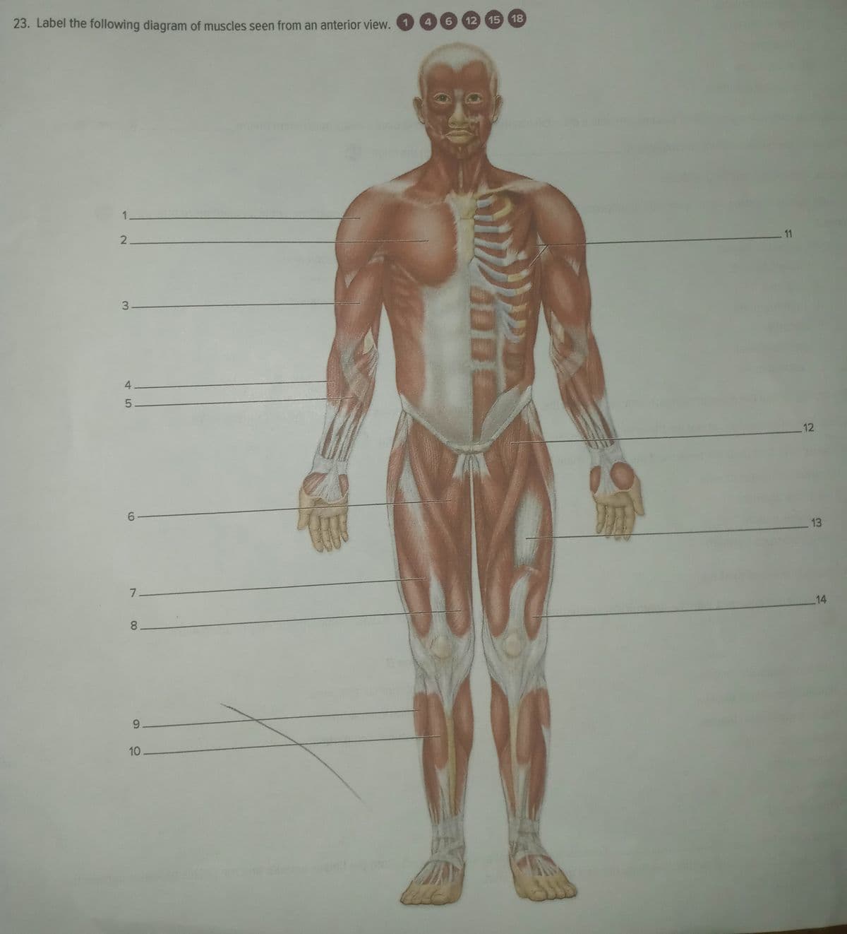 23. Label the following diagram of muscles seen from an anterior view. 1
46 12 15 18
1.
11
2.
3
12
6.
13
7.
14
8.
10
45
