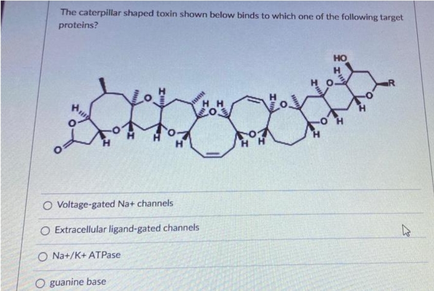 The caterpillar shaped toxin shown below binds to which one of the following target
proteins?
O
www
O
HI
H
HA
HH
20.
O Voltage-gated Na+ channels
O Extracellular ligand-gated channels
O Na+/K+ ATPase
O guanine base
o
HH
H
O
hetet
H
HO
H
O
H
R
4