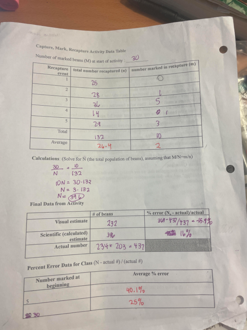 Recapture total number recaptured (n) number marked in recapture (m)
Capture, Mark, Recapture Activity Data Table
Number of marked beans (M) at start of activity
30
event
1
25
28
3
4
5
29
3
Total
132
I0
Average
26.4
2.
Calculations: (Solve for N (the total population of beans), assuming that M/N-m/n)
10
(32
30
(ON = 30-132
N= 3. 132
Final Data from Activity
# of beans
% error (N, - actual)/actual
31A - 437/437 - -15.9%
Visual estimate
232
Scientific (calculated)
estimate
16%
396
234* 203 =437
Actual number
Percent Error Data for Class (N - actual #) / (actual #)
Average % error
Number marked at
beginning
40.1%
25%
20 30
