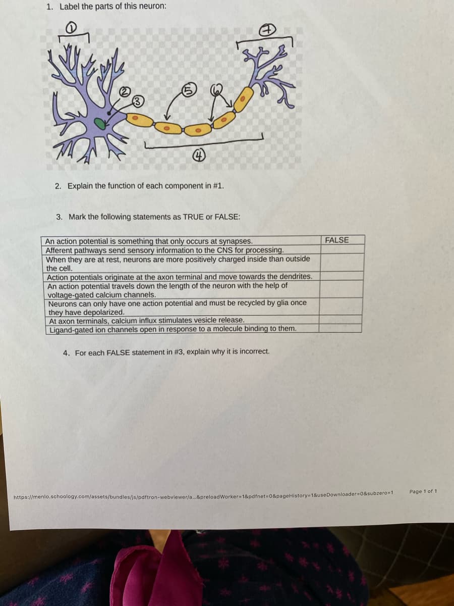 1. Label the parts of this neuron:
2. Explain the function of each component in #1.
3. Mark the following statements as TRUE or FALSE:
An action potential is something that only occurs at synapses.
Afferent pathways send sensory information to the CNS for processing.
When they are at rest, neurons are more positively charged inside than outside
the cell.
FALSE
Action potentials originate at the axon terminal and move towards the dendrites.
An action potential travels down the length of the neuron with the help of
voltage-gated calcium channels.
Neurons can only have one action potential and must be recycled by glia once
they have depolarized.
At axon terminals, calcium influx stimulates vesicle release.
Ligand-gated ion channels open in response to a molecule binding to them.
4. For each FALSE statement in #3, explain why it is incorrect.
Page 1 of 1
https://menlo.schoology.com/assets/bundles/js/pdftron-webviewer/a.&preloadWorker-1&pdfnet3D0&pageHistory=1&useDownloader=0&subzero=1
