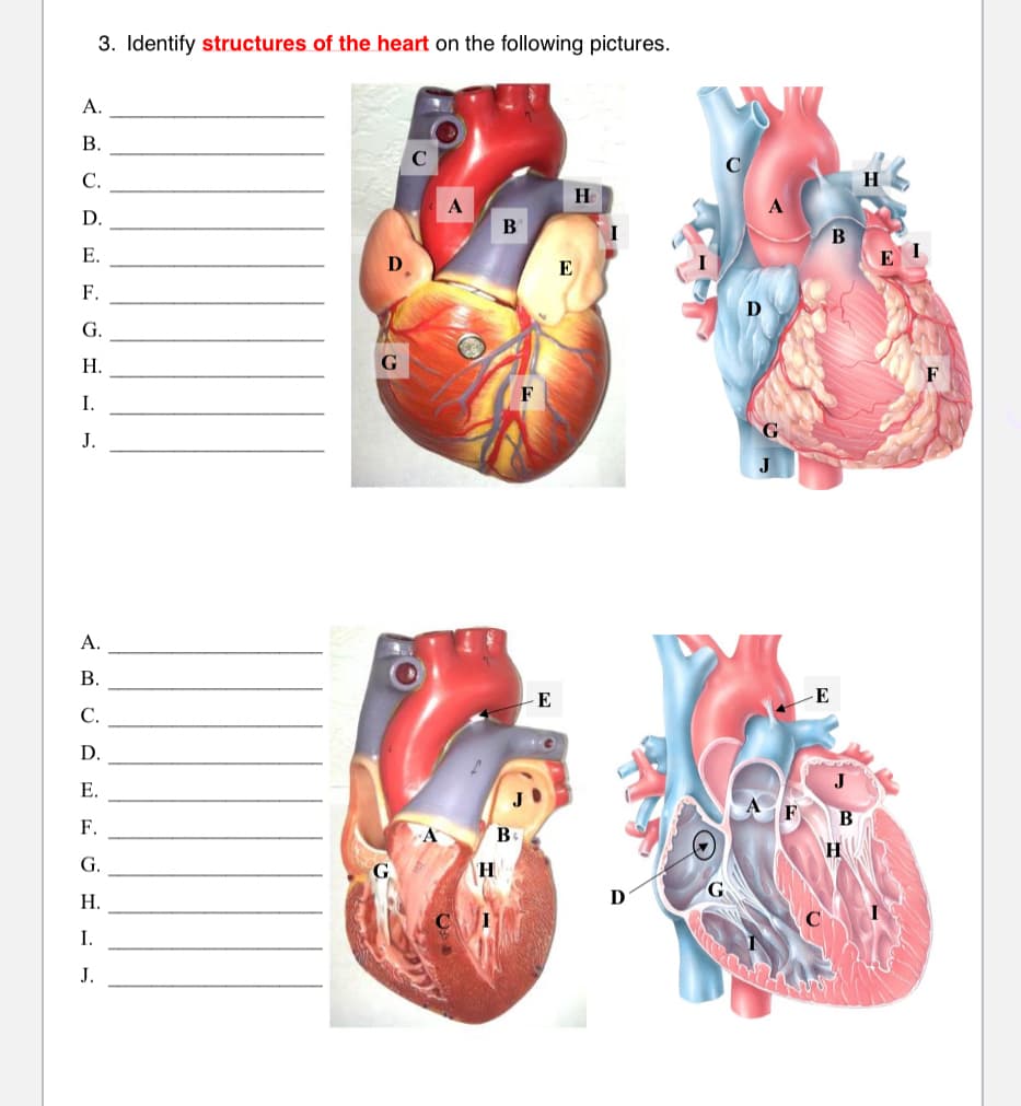 3. Identify structures of the heart on the following pictures.
A.
В.
С.
H
H
D.
E.
E
F.
G.
Н.
F
I.
J.
A.
В.
E
E
С.
D.
Е.
F.
B
G.
H
Н.
D
C
I.
J.
