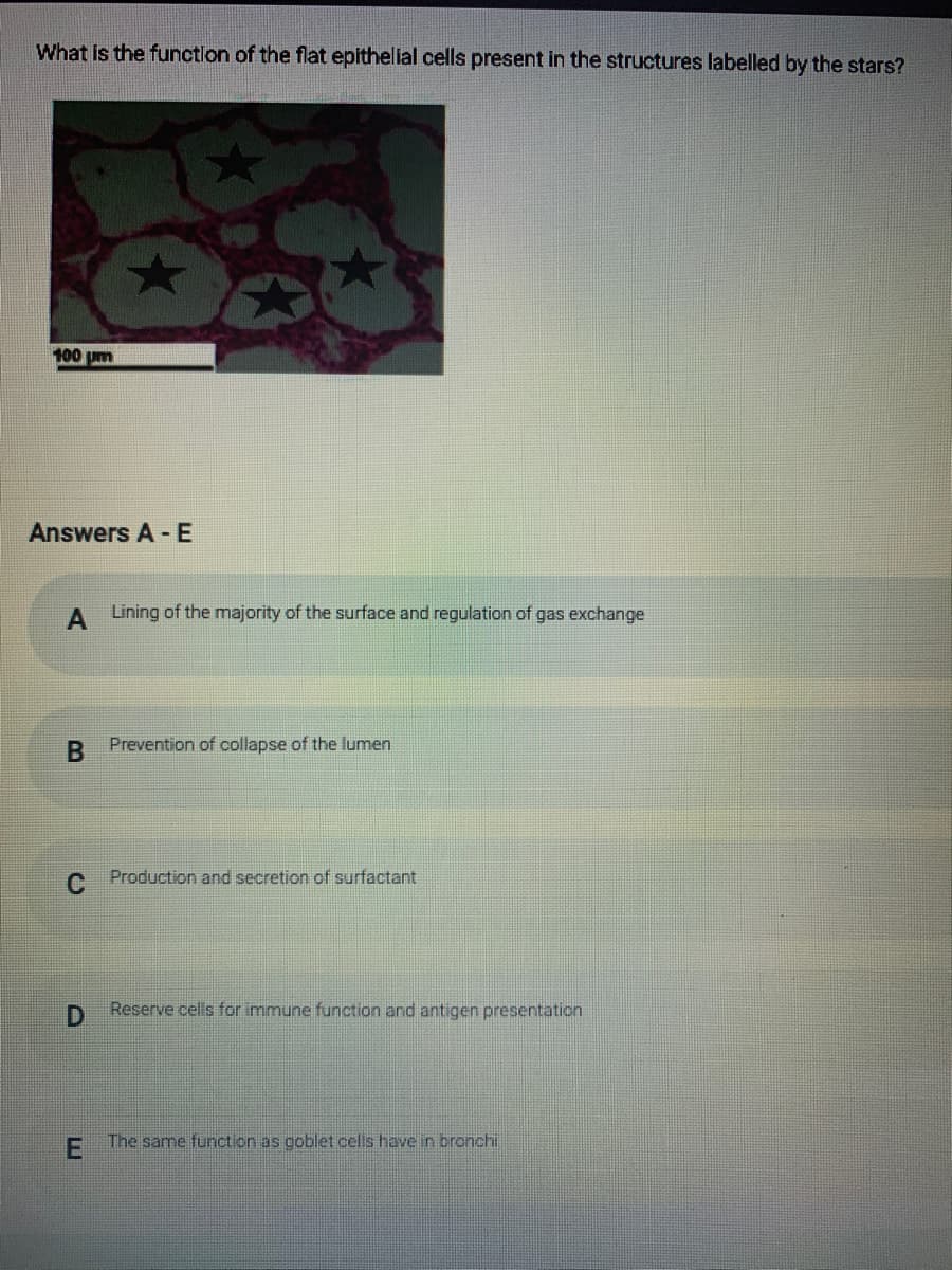 What Is the functlon of the flat epithelial cells present in the structures labelled by the stars?
100 pm
Answers A - E
A Lining of the majority of the surface and regulation of gas exchange
Prevention of collapse of the lumen
C Production and secretion of surfactant
D.
Reserve cells for immune function and antigen presentation
E The same function as goblet cells have in bronchi
