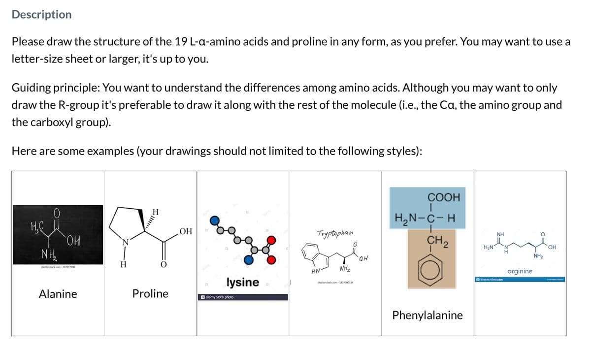 Description
Please draw the structure of the 19 L-a-amino acids and proline in any form, as you prefer. You may want to use a
letter-size sheet or larger, it's up to you.
Guiding principle: You want to understand the differences among amino acids. Although you may want to only
draw the R-group it's preferable to draw it along with the rest of the molecule (i.e., the Ca, the amino group and
the carboxyl group).
Here are some examples (your drawings should not limited to the following styles):
H₂C
NH₂
OH
shutterstock.com-222977980
Alanine
H
H
Proline
OH
%%%
lysine
a alamy stock photo
Tryptophan
HN
NH₂
shutterstock.com-1819000134
QH
COOH
H₂N-C- H
CH ₂
Phenylalanine
H₂N
NH
dreamstime.com
arginine
NH₂
OH