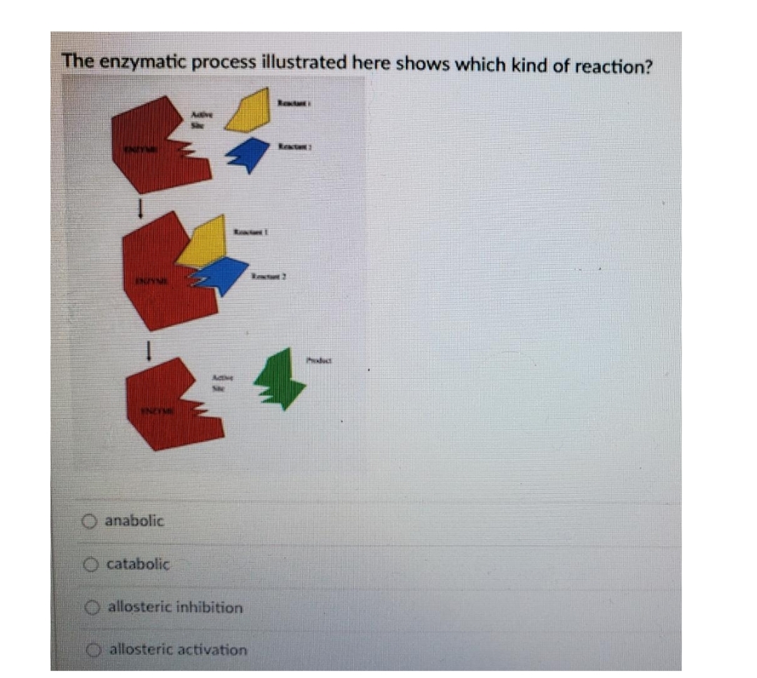 The enzymatic process illustrated here shows which kind of reaction?
Ave
Ret
anabolic
catabolic
allosteric inhibition
allosteric activation
