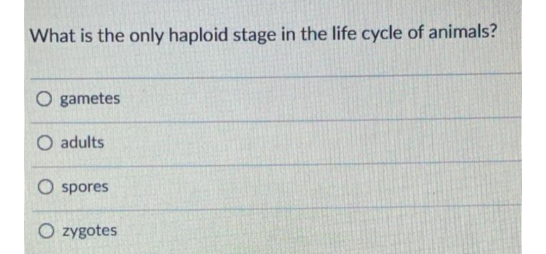 What is the only haploid stage in the life cycle of animals?
O gametes
O adults
O spores
O zygotes
