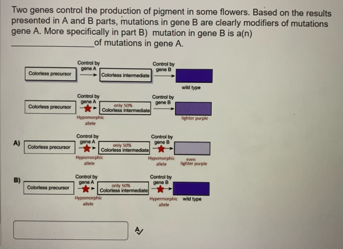 Two genes control the production of pigment in some flowers. Based on the results
presented in A and B parts, mutations. in gene B are clearly modifiers of mutations
gene A. More specifically in part B) mutation in gene B is a(n)
of mutations in gene A.
Control by
Control by
gene B
gene A
Colorless precursor
Colorless intermediate
wild type
Control by
gene A
Control by
gene B
only 50%
Colorless intermediate
Colorless precursor
lighter purple
Hypomorphic
allele
Control by
gene A
Control by
gene B
A)
Colorless precursor
only 50%
Colorless intermediate
Hypomorphic
Hypornorphic
even
allele
allele
lighter purple
B)
Colorless precursor
Control by
gene A
Control by
gene B
only 50%
Colorless intermediate
Hypomorphic
Hypermorphic wild type
allele
allele
