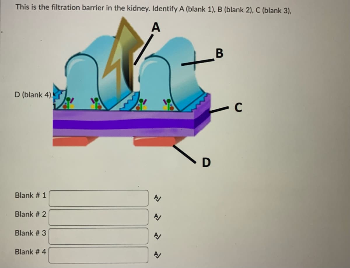 This is the filtration barrier in the kidney. Identify A (blank 1), B (blank 2), C (blank 3),
A
B
D (blank 4).
Blank # 1
Blank # 2
Blank # 3
Blank # 4
