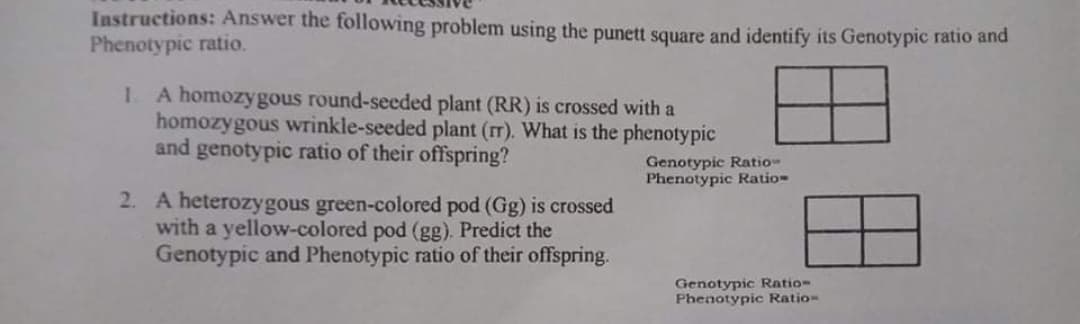 Instructions: Answer the following problem using the punett square and identify its Genotypic ratio and
Phenotypic ratio.
1. A homozygous round-seeded plant (RR) is crossed with a
homozygous wrinkle-seeded plant (rr). What is the phenotypic
and genotypic ratio of their offspring?
Genotypic Ratio
Phenotypic Ratio
2. A heterozygous green-colored pod (Gg) is crossed
with a yellow-colored pod (gg). Predict the
Genotypic and Phenotypic ratio of their offspring.
Genotypic Ratio-
Phenotypic Ratio-
